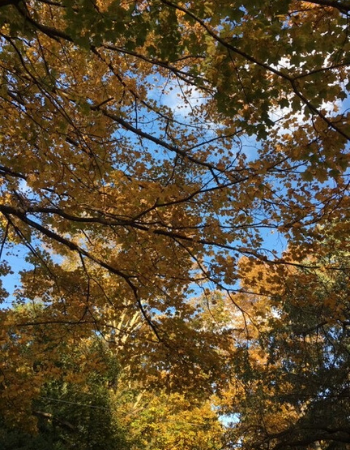 Golden leaves in front of a blue sky